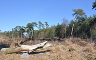 Dead tree trunk